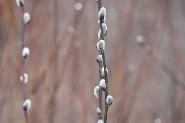 Ropna wierzba (Salix odbarwienie)-pod koniec zimy — Zdjęcie stockowe