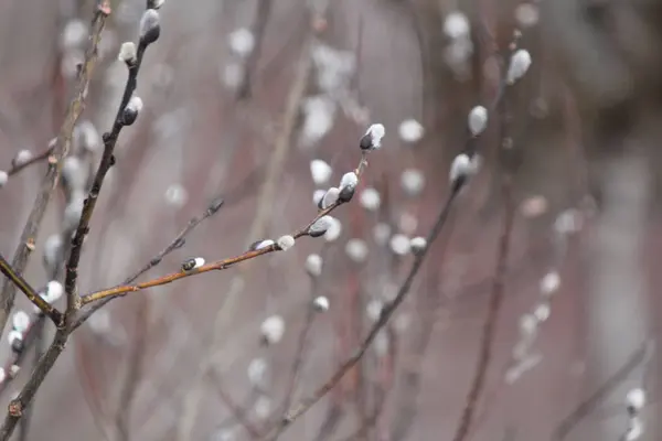 Ropna wierzba (Salix odbarwienie)-pod koniec zimy — Zdjęcie stockowe