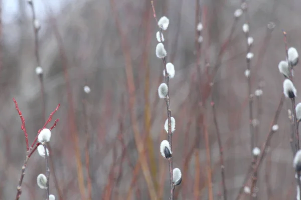 Ropna wierzba (Salix odbarwienie)-pod koniec zimy — Zdjęcie stockowe