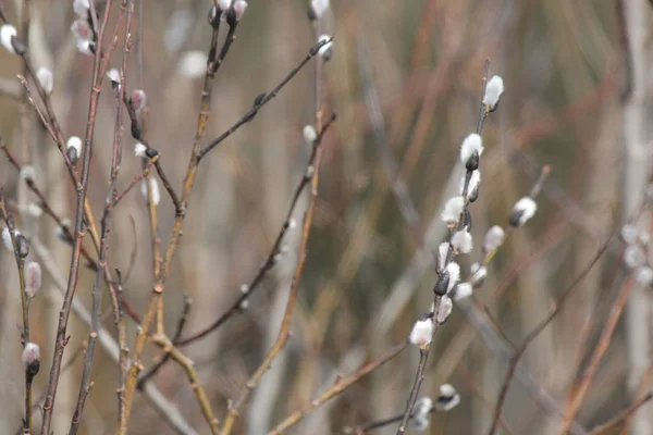 Coño sauce (Salix decolorar) -finales de invierno —  Fotos de Stock