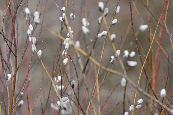 Coño sauce (Salix decolorar) -finales de invierno —  Fotos de Stock