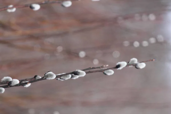 Ropna wierzba (Salix odbarwienie)-pod koniec zimy — Zdjęcie stockowe