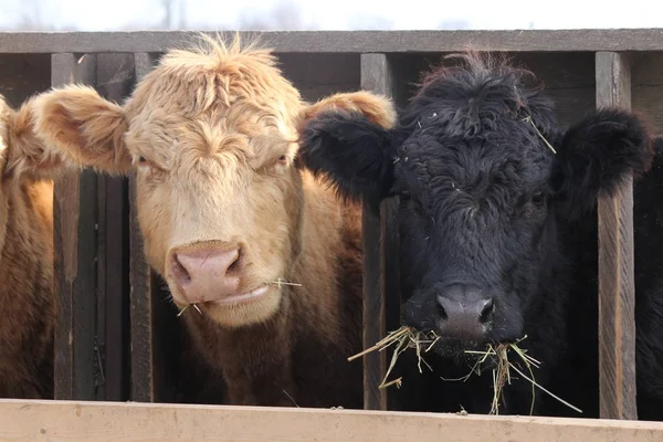 Коровья голова между строк — стоковое фото
