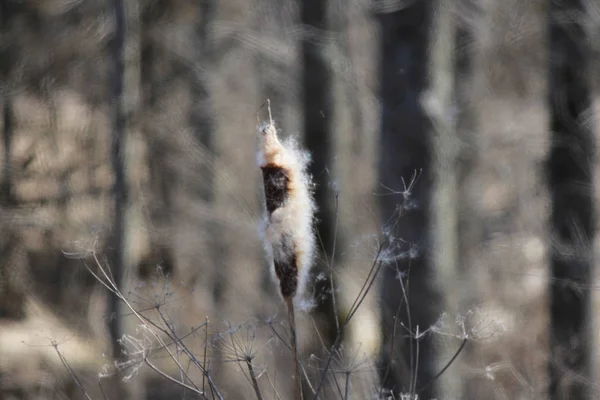 Orobinec (Typha) brzy na jaře — Stock fotografie