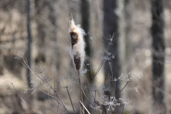 Orobinec (Typha) brzy na jaře — Stock fotografie