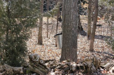 SAP toplama kova üzerinde akçaağaç