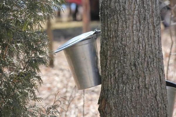 Colección de Sap Pails en los árboles de arce —  Fotos de Stock