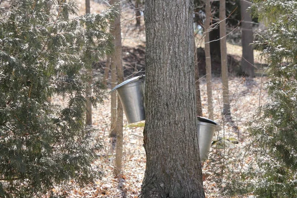 Colección de Sap Pails en los árboles de arce —  Fotos de Stock