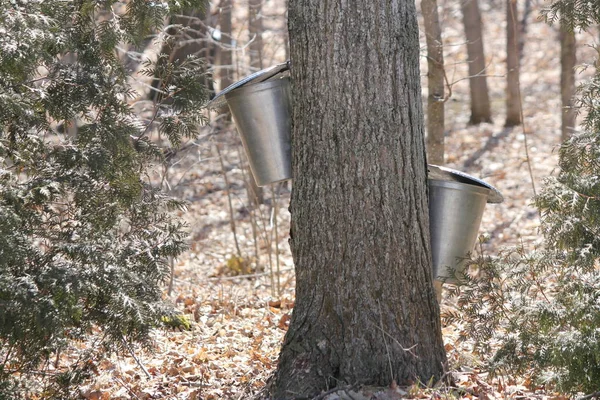 Colección de Sap Pails en los árboles de arce —  Fotos de Stock