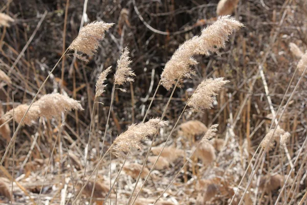 Phragmites australis il giorno ventoso — Foto Stock