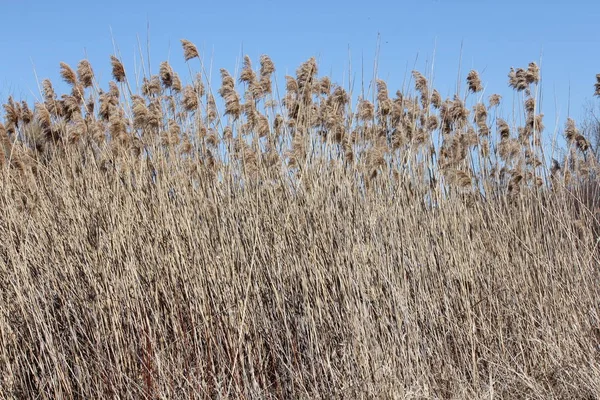 Phragmites australis na větrný den — Stock fotografie