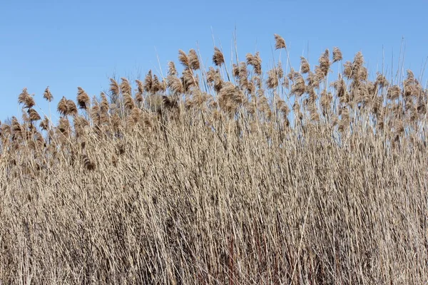 Phragmites australis na větrný den — Stock fotografie