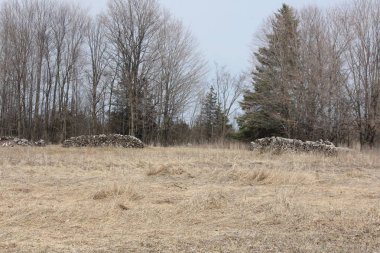 Ağaç, kesilen, kesilmiş, yığılmış