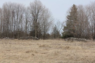 Ağaç, kesilen, kesilmiş, yığılmış