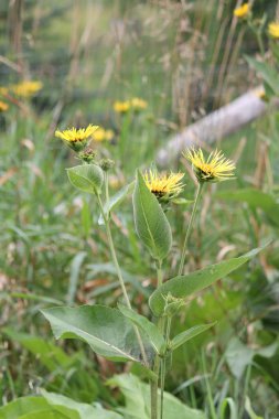 Elektropan (Inula helenium)