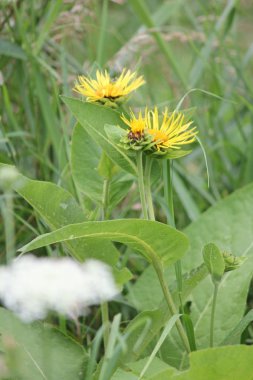 Elektropan (Inula helenium)