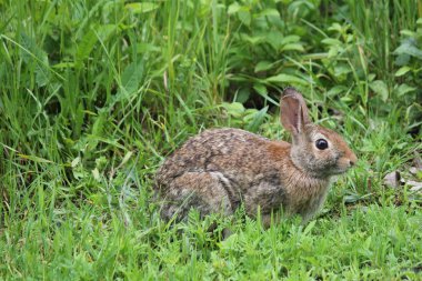 Tavşan (Sylvilagus floridanus) Doğu tavşan