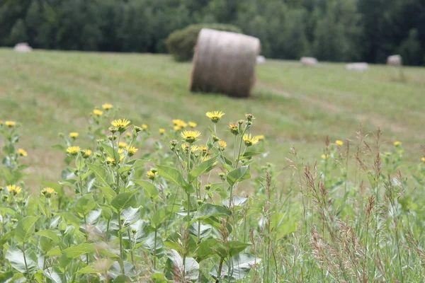 Oman pravý (Inula helenium) — Stock fotografie