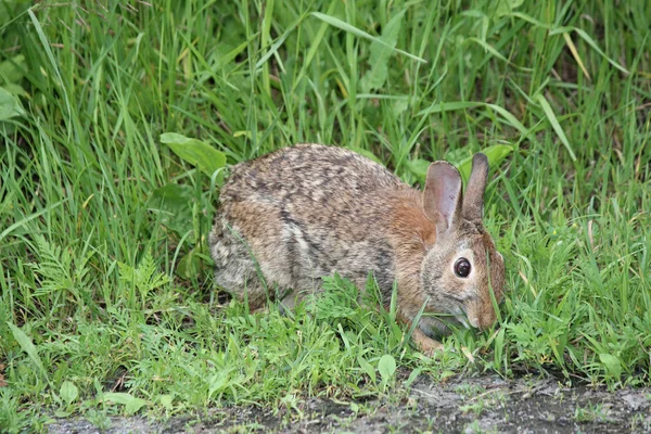 Rabbit (Sylvilagus floridanus) Eastern  Cottontail — Stock Photo, Image