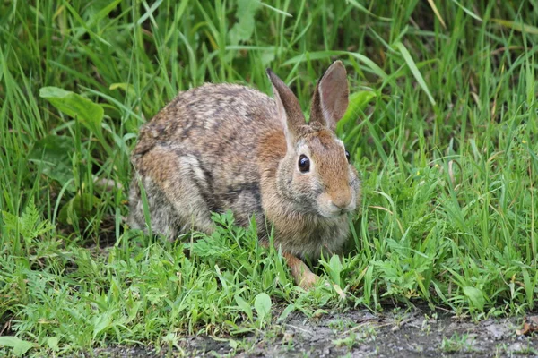 Rabbit (Sylvilagus floridanus) Eastern  Cottontail — Stock Photo, Image