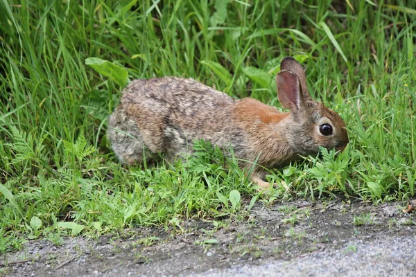 Rabbit (Sylvilagus floridanus) Eastern  Cottontail — Stock Photo, Image