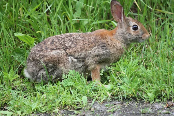 Rabbit (Sylvilagus floridanus) Eastern  Cottontail — Stock Photo, Image