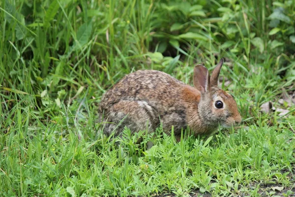 Rabbit (Sylvilagus floridanus) Eastern  Cottontail — Stock Photo, Image