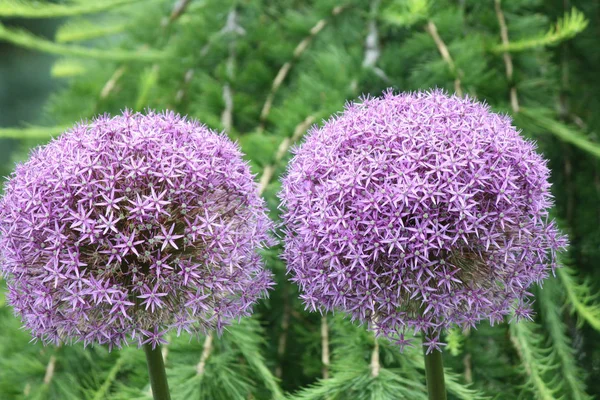 Allium Flor de planta — Foto de Stock