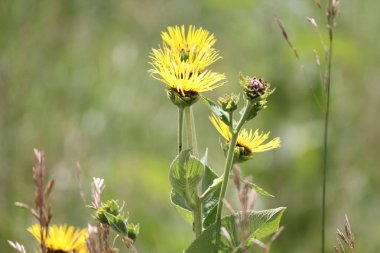 Elektropan (Inula helenium)  