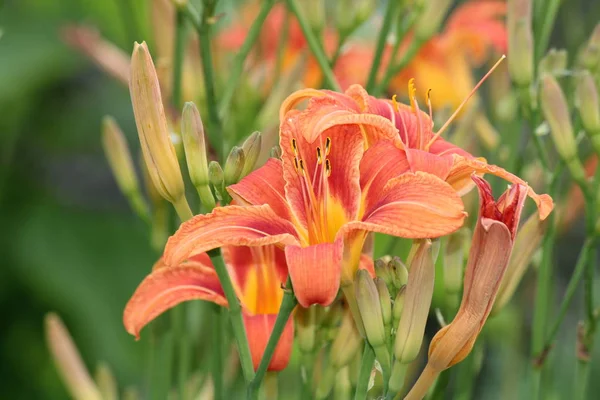 Naranja-Lirio (Hemerocallis fulva ) —  Fotos de Stock