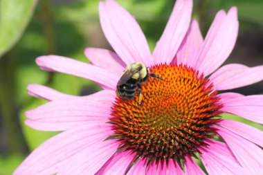 Koni çiçeği-mor arı ile  