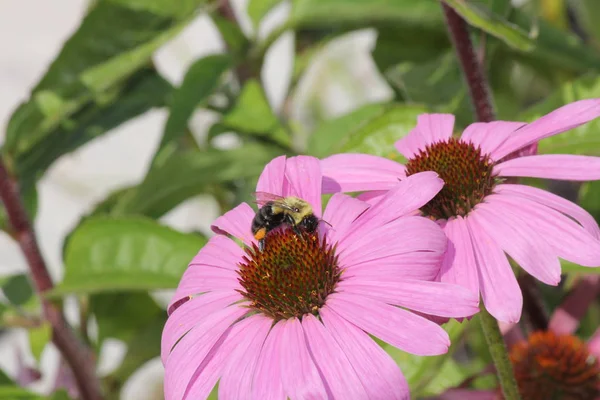 Cono flor-púrpura con abeja — Foto de Stock