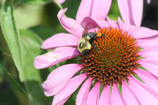 Stożek kwiat fioletowy z Bee — Zdjęcie stockowe