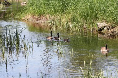 Kanada kazlar ve kuşlar su