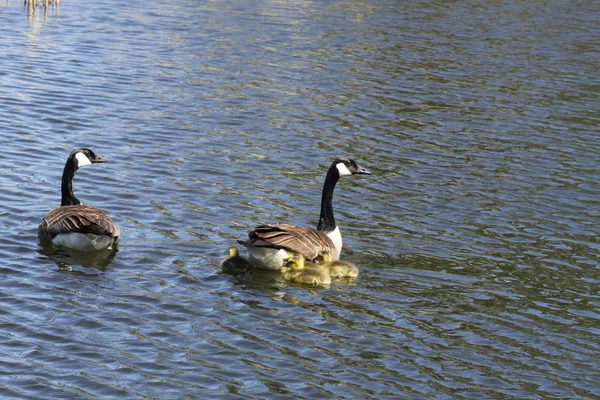 Canada Geese & Goslings — Stock Photo, Image