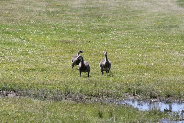 Goslings (Gansos de Canadá) corriendo al charco de agua — Foto de Stock