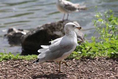 Martı, ring-billed çakıl kıyısında-(Larus delawarensis)