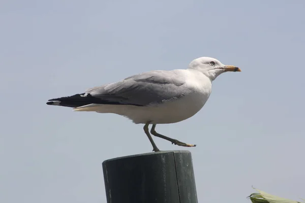 Gull, Ring-Billed on Light Pole — Stock Photo, Image