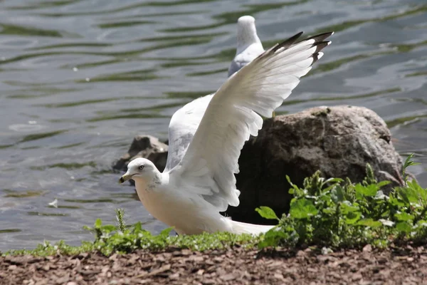 Gull, ring-billed (Larus delawarensis) Spread Wings — Stock Photo, Image