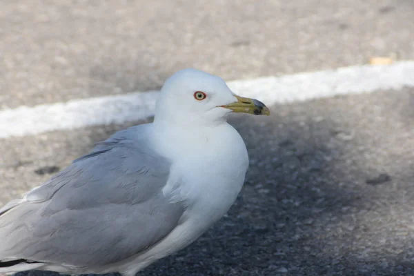 Gull, Ring-Billed on Pavement — Stock Photo, Image