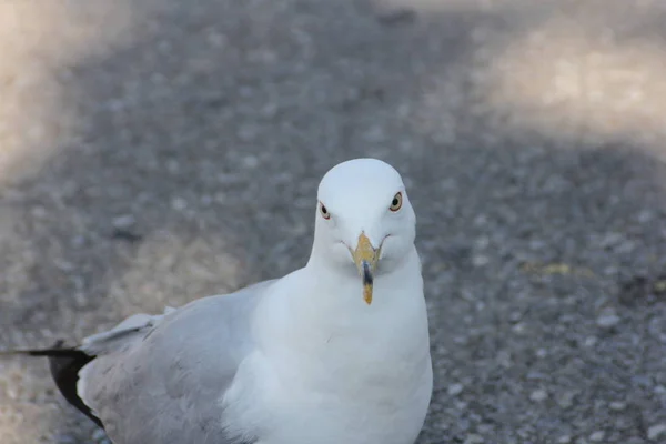 Gull, Ring-Billed on Pavement — Stock Photo, Image