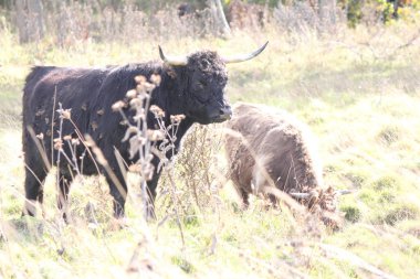 İnek, uzun saç siyah