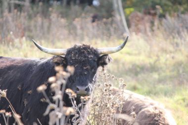 İnek, uzun saç siyah