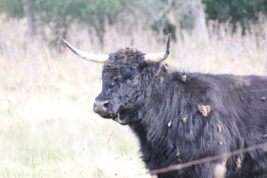 İnek, uzun saç siyah