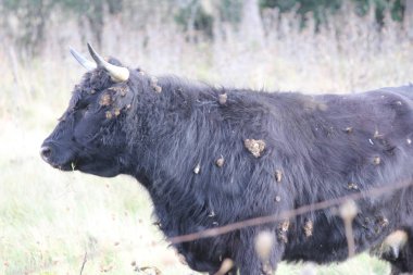 İnek, uzun saç siyah