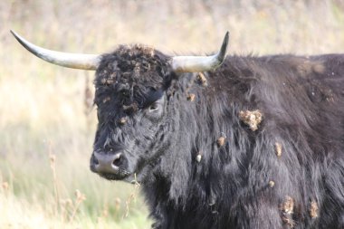 İnek, uzun saç siyah