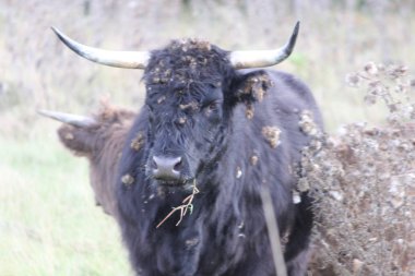 İnek, uzun saç siyah