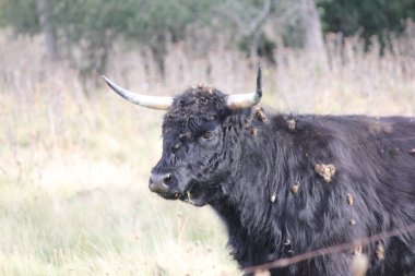 İnek, uzun saç siyah
