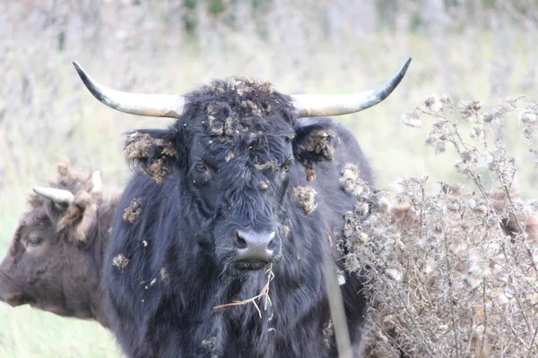 Cow, Long Hair Black — Stock Photo, Image