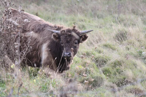 Cow, Long Hair Black — Stock Photo, Image